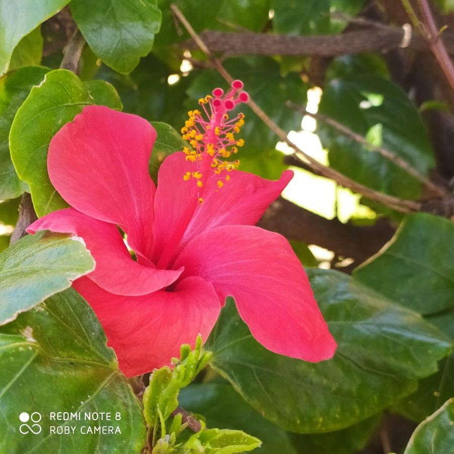 Hibiscus Rosso Villa Donnalucata  Eksteriør billede